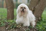 LHASSA APSO 216